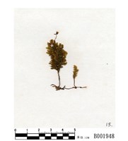 藏品(萬年苔)的圖片